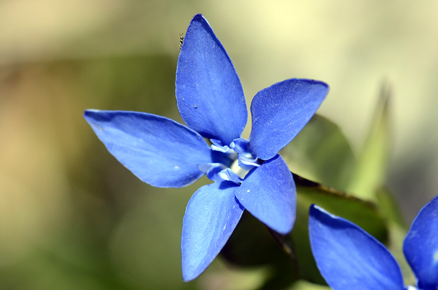 Gentiana utriculosa / Genziana alata